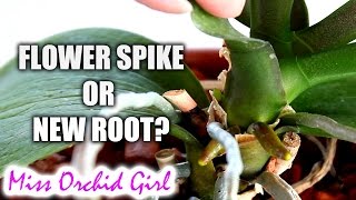 How to tell an Orchid flower spike from a root  Phalaenopsis [upl. by Arrahs]