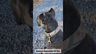 Outside with 6 month Cane Corso Zeusse oneandonlysarah canecorso puppy [upl. by Lauer]