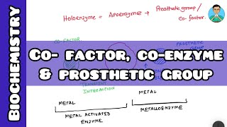 Coenzyme  Cofactor amp Prosthetic group  Biochemistry [upl. by Aihseuqal]