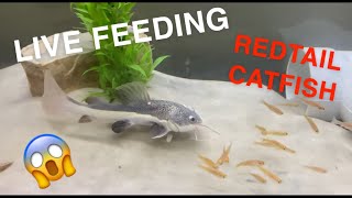 FEEDING MY REDTAIL CATFISH LIVE MINNOWS AGGRESSIVE [upl. by Magdalena]