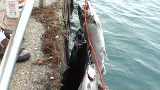 Fishing Port Huron Michigan [upl. by Ahsar]