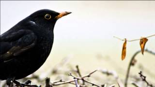 Amsel imitiert Wecker [upl. by Jarrett]