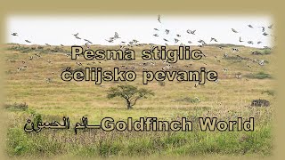 Goldfinch Songs  Pesme divljih češljuga Pesma štiglića grdelina češljugara [upl. by Perle202]