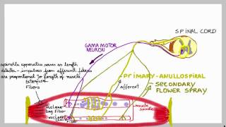 Muscle spindles basic mechanism of these stretch sensors [upl. by Fenner]