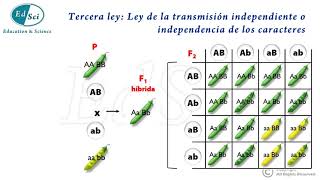 Genética Mendeliana Leyes de Mendel 😃💡💯 [upl. by Donnelly]