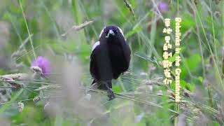 Bobolinks in the Grasslands [upl. by Atsev]