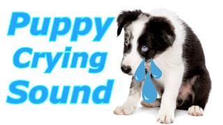 Puppy Crying Sound  Dog Crying Sound to Stimulate Your Dog dogcryingprankyourdog prankmydog [upl. by Moule]