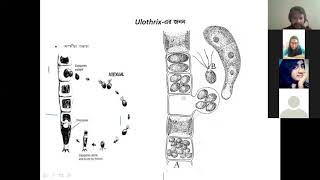 Asexual reproduction of Ulothrix Ataurs special Biology [upl. by Loos]