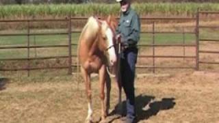 Teaching a Horse to Bend Laterally provided by eXtension [upl. by Courtland]