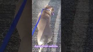 Zayra dando aquele rolê cedinho hiphop music love amopitbull pets americanbully cachorro [upl. by Edieh]