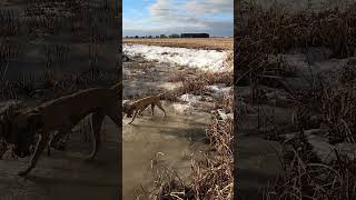 2 ROOSTERS DOWN uplandhunting pheasants hunt hunting fishing birdhunting birdhunting [upl. by Pihc254]