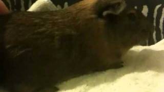 Guinea pigs tails enjoying his back scratched [upl. by Mandle]