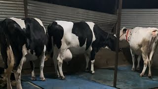 KARNATAKA TOP TOP HF JERCY ABS WW DENMARK COWS AVAILABLE FOR SALE [upl. by Herries]