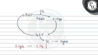 What will for the number of Calvin cycles to generate one molecule of hexose [upl. by Arhez]