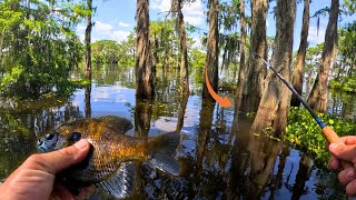 The shade of these CYPRESS TREES hold big BULL BREAM  Louisiana Swamp [upl. by Amrak]