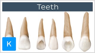 Anatomy of the Tooth preview  Human Anatomy  Kenhub [upl. by Enileme]