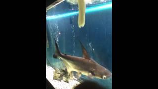 Hand feed shark [upl. by Hyland]