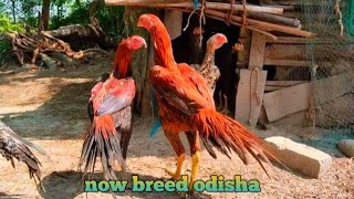 Top breed odisha parrot beak tamper tail chicks new available India best fancy chicken [upl. by Ennaeel723]