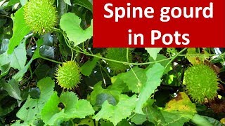 Agro techniques for growing Spine gourd Momordica dioica in pots [upl. by Nabetse14]