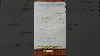 Photosynthesis in plants l easy handwrittenotes biologynotes neet ytshortsviral [upl. by Ellehs]