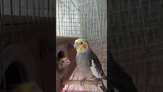 Cockatiel feeding time 😍 [upl. by Ennailuj]