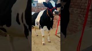 cow milkpower highmilkcow cattle dairy a2milkcow farming dairycows bull hfcowsforsel cow [upl. by Sinnej777]