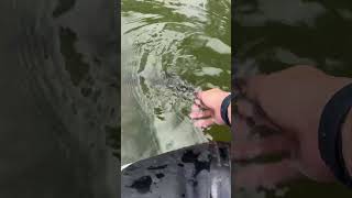 Releasing Largemouth bass in USA lake Megabass packraft inflatable kayak shimano [upl. by Odetta805]