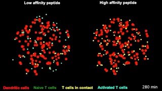 A virtual lymph node model to dissect the requirements for Tcell activation by synapses [upl. by Sirk]