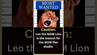 LEO MGM Lion with most famous Lion Roar in the World 🦁 [upl. by Hsevahb929]