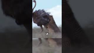 valiente Avestruz lucha con Guepardos 😱🫶🏽 planet animales safari faunasalvaje animals fauna [upl. by Lipkin]