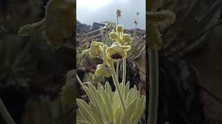 Paramo del Cocuy Colombia [upl. by Poppo520]