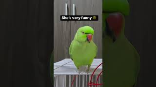 Billi kaise bolati hai meaun🦜  funny parrot video  parrotyoutubeshorts [upl. by Powers]