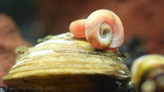 Ramshorn Snail Feeding in a Freshwater Aquarium [upl. by Fruma482]