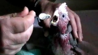 How to feed a baby Galah Part 2 [upl. by Eeraj519]