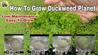 Easy maintenance floating plant How to grow Duckweed Plants Low Maintenance Aquarium plants [upl. by Solrac513]