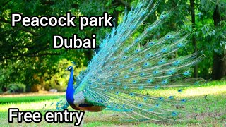 Peacock park Dubai  Free entry  zabeel palace  Kids park in Dubai SAAAJFamilyVlogs [upl. by Seroled683]