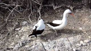 Nazca Booby Mating Ritual [upl. by Aillimat]