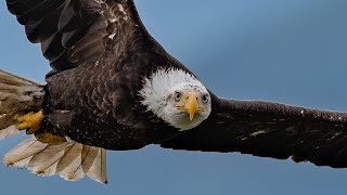 Insane Bald Eagle Bird In Flight FIGHTING Photography with Nikon D850 amp 500MM F4 [upl. by Aneerb141]