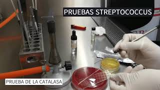 IDENTIFICACIÓN DE STREPTOCOCCUS Y ENTEROCOCCUS [upl. by Tedda]