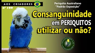 CONSANGUINIDADE EM PERIQUITOS UTILIZAR OU NÃO  CRIADOURO LAS [upl. by Tannenwald20]