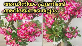 Adenium Pruningഅഡീനിയം പ്രൂണിങ്ങ് ഇപ്പൊ ചെയ്യേണ്ട സമയം How amp when to Prune Adenium Plant [upl. by Yelsha517]