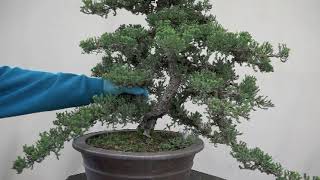 CA LIFORNIA BUNJIN STYLE JUNIPER BONSI March 2024 [upl. by Arlee]