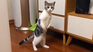 The funniest and most humorous CAT VIDEO EVER  FUNNY CAT VIDEOS [upl. by Alleda]