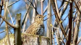 Song Thrush Turdus philomelos [upl. by Hayilaa]