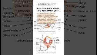 Effects and side effects of βagonist tocolytics [upl. by Zacarias]