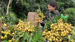 Daily Life of Liên at 7 Months Pregnant  Harvesting and Selling Clausena Lansium at the Market [upl. by Aihsenat]