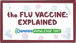 The flu vaccine explained [upl. by Kuth]