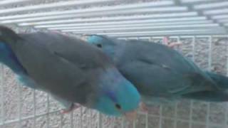 Pacific Parrotlets Blue Breeding Pair  Parrotletbirds Aviary [upl. by On]