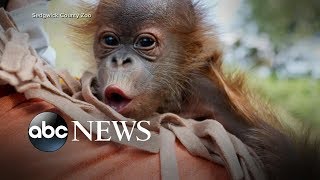 Vets call OBGYN during orangutans labor complications [upl. by Weidner]