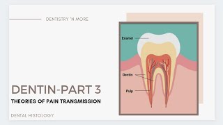 DENTIN PART 3 THEORIES OF PAIN TRANSMISSION [upl. by Mandelbaum]